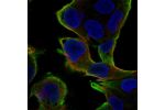 Immunofluorescent staining of human cell line Hep G2 shows localization to plasma membrane.