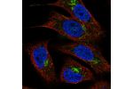 Immunofluorescent staining of human cell line A549 shows localization to the Golgi apparatus.