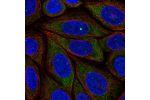 Immunofluorescent staining of human cell line SiHa shows localization to nuclear bodies & cytosol.