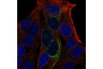 Immunofluorescent staining of human cell line Hep G2 shows localization to intermediate filaments.