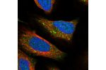 Immunofluorescent staining of human cell line U-2 OS shows localization to lysosomes.