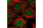 Immunofluorescent staining of human cell line HEK 293 shows localization to nucleus.