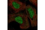 Immunofluorescent staining of human cell line U-2 OS shows localization to nucleus.