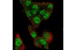 Immunofluorescent staining of human cell line Hep G2 shows localization to nucleus & cytosol.