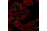 Immunofluorescent staining of human cell line SH-SY5Y shows localization to nuclear bodies.