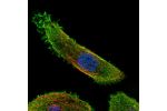 Immunofluorescent staining of human cell line PC-3 shows localization to plasma membrane & cytosol.