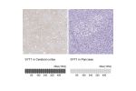 Immunohistochemistry analysis in human cerebral cortex and pancreas tissues using HPA064788 antibody. Corresponding SYT1 RNA-seq data are presented for the same tissues.