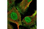 Immunofluorescent staining of human cell line U-2 OS shows localization to nucleus & cytosol.