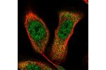 Immunofluorescent staining of human cell line U-2 OS shows localization to nucleoplasm & cytosol.