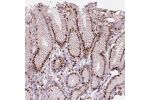 Immunohistochemical staining of human stomach shows strong nuclear positivity in glandular cells.