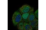 Immunofluorescent staining of human cell line HaCaT shows localization to nucleus, cytosol, cytokinetic bridge & mitotic spindle.