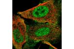 Immunofluorescent staining of human cell line U-2 OS shows localization to nucleoplasm & cytosol.