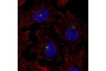 Immunofluorescent staining of human cell line A549 shows localization to microtubule organizing center.