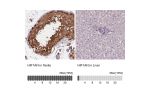 Immunohistochemistry analysis in human testis and liver tissues using Anti-HIF1AN antibody. Corresponding HIF1AN RNA-seq data are presented for the same tissues.