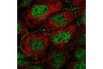 Immunofluorescent staining of human cell line CACO-2 shows localization to nucleoplasm & cell junctions.