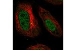 Immunofluorescent staining of human cell line HeLa shows localization to nucleoplasm.