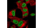 Immunofluorescent staining of human cell line SH-SY5Y shows localization to nucleoplasm.