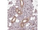 Immunohistochemical staining of human salivary gland shows strong nuclear positivity in glandular cells.