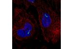 Immunofluorescent staining of human cell line HeLa shows localization to nuclear bodies.
