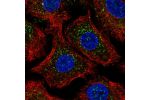 Immunofluorescent staining of human cell line A549 shows localization to vesicles.