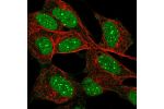 Immunofluorescent staining of human cell line SH-SY5Y shows localization to nucleus & nuclear bodies.