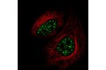 Immunofluorescent staining of human cell line HeLa shows localization to nuclear speckles.
