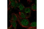 Immunofluorescent staining of human cell line Hep G2 shows localization to nucleoplasm, the Golgi apparatus & actin filaments.
