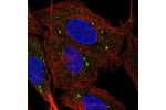 Immunofluorescent staining of human cell line U-2 OS shows localization to vesicles.