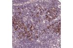 Immunohistochemical staining of human lymph node shows moderate positivity in non-germinal center cells.