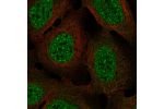 Immunofluorescent staining of human cell line U-2 OS shows localization to nucleoplasm.