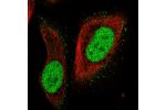 Immunofluorescent staining of human cell line U-2 OS shows localization to nucleoplasm & plasma membrane.