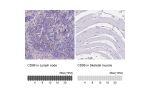 Immunohistochemistry analysis in human lymph node and skeletal muscle tissues using HPA066754 antibody. Corresponding CD96 RNA-seq data are presented for the same tissues.