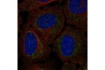 Immunofluorescent staining of human cell line U-2 OS shows localization to nucleoli & mitochondria.