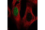 Immunofluorescent staining of human cell line U-2 OS shows localization to nucleus.