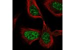 Immunofluorescent staining of human cell line U-2 OS shows localization to nuclear speckles.