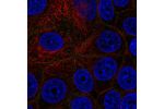Immunofluorescent staining of human cell line MCF7 shows localization to plasma membrane.