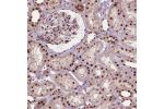 Immunohistochemical staining of human kidney shows strong nuclear positivity in cells in tubules and cells in glomeruli.