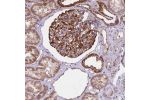 Immunohistochemical staining of human kidney shows strong cytoplasmic positivity in cells in glomeruli.