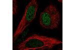 Immunofluorescent staining of human cell line HeLa shows localization to nucleus.