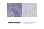Immunohistochemistry analysis in human tonsil and cerebral cortex tissues using Anti-CCL19 antibody. Corresponding CCL19 RNA-seq data are presented for the same tissues.