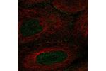 Immunofluorescent staining of human cell line U-2 OS shows localization to nucleus & cell junctions.