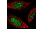 Immunofluorescent staining of human cell line U-2 OS shows localization to nucleus.