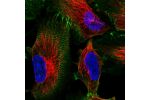 Immunofluorescent staining of human cell line U-251 MG shows localization to plasma membrane & cell junctions.