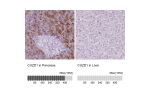 Immunohistochemistry analysis in human pancreas and liver tissues using HPA068479 antibody. Corresponding CUZD1 RNA-seq data are presented for the same tissues.