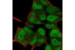 Immunofluorescent staining of human cell line HEK 293 shows localization to nucleoplasm.