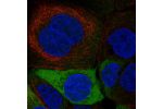 Immunofluorescent staining of human cell line A-431 shows localization to plasma membrane & cytosol.