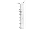 Western blot analysis in human cell line HepG2.