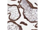 Immunohistochemical staining of human placenta shows strong cytoplasmic positivity in trophoblastic cells.