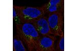 Immunofluorescent staining of human cell line HEK 293 shows localization to the Golgi apparatus.