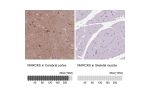 Immunohistochemistry analysis in human cerebral cortex and skeletal muscle tissues using Anti-MARCKS antibody. Corresponding MARCKS RNA-seq data are presented for the same tissues.